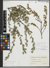 Foto von Salix repens subsp. repens L.